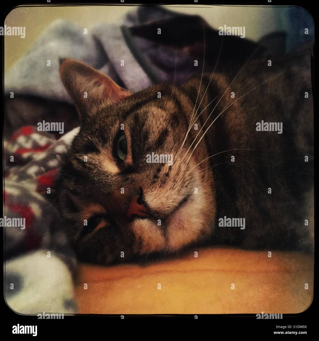 Sleep with one eye open - Smartphone Captured Stock Image