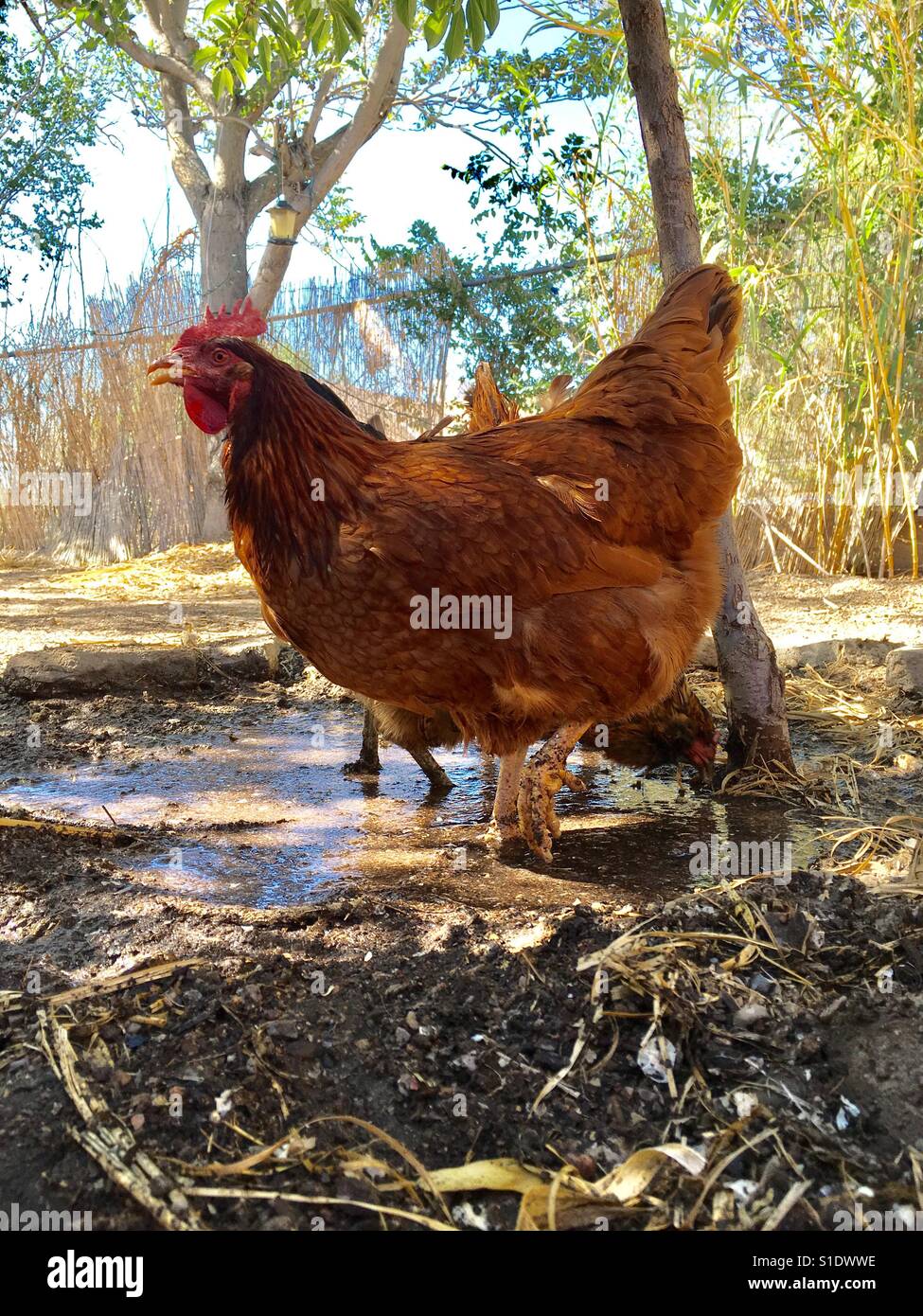 Playing in the mud hires stock photography and images Alamy