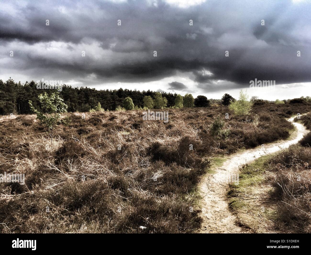 Heathland footpath Sutton Suffolk England - Smartphone Captured Stock Image