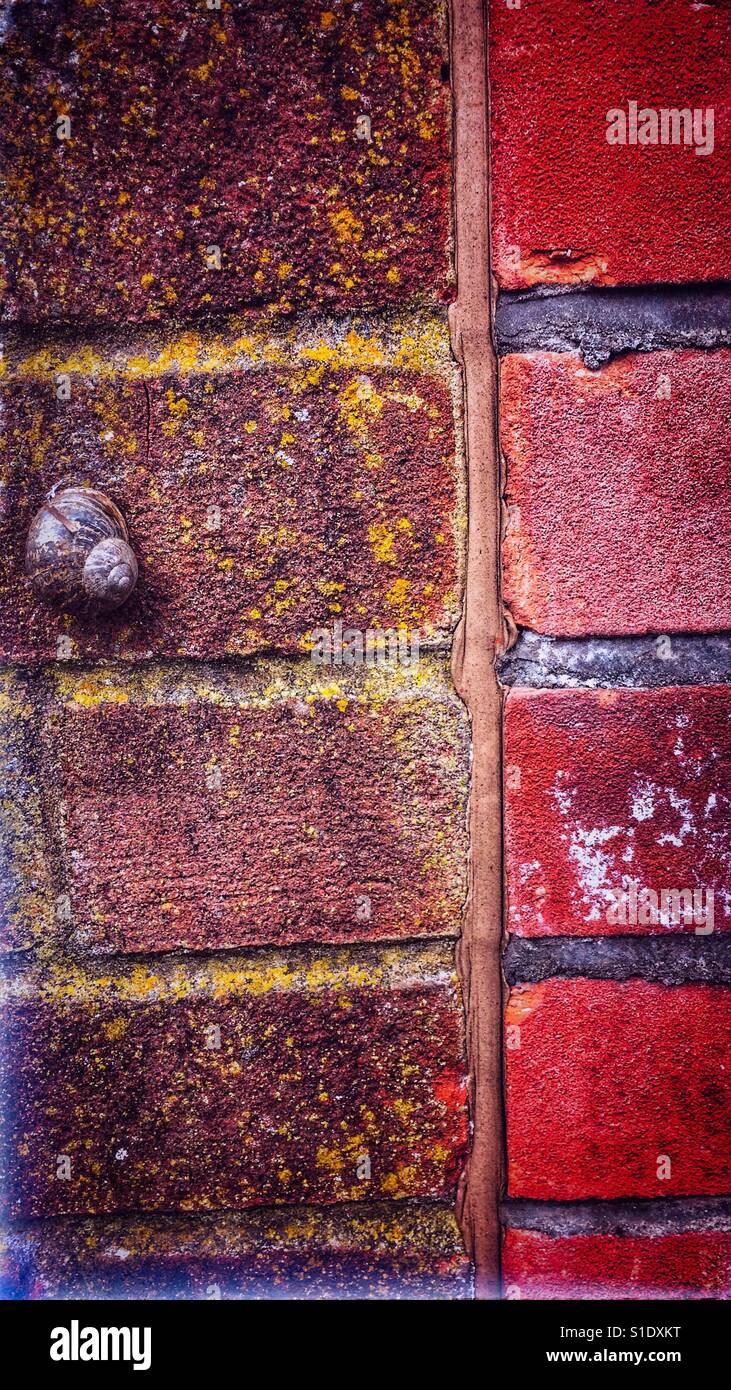 Snail climbs one side of a divided brick wall - Smartphone Captured Stock Image