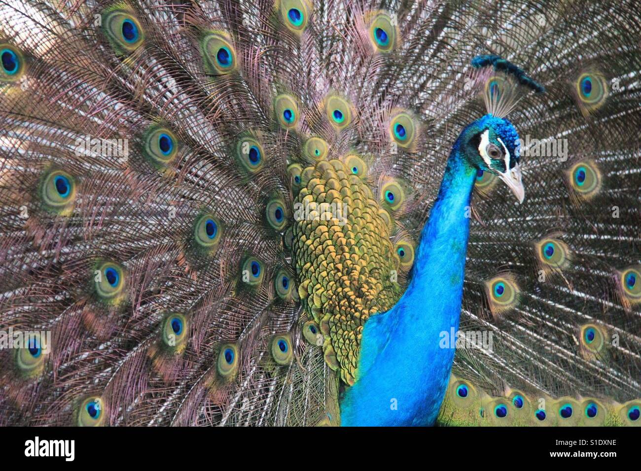 Peacock design hi-res stock photography and images - Page 6 - Alamy Peacock design hi-res stock photography and images - Page 6 - Alamy
