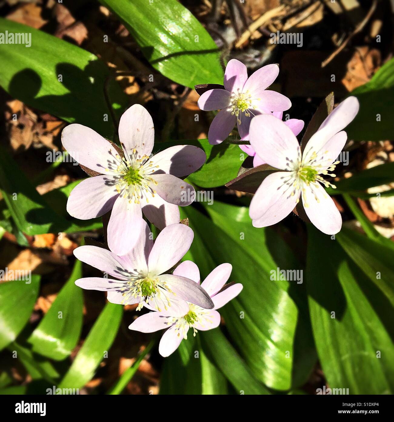 Rue anemone flowers. Stock Photo