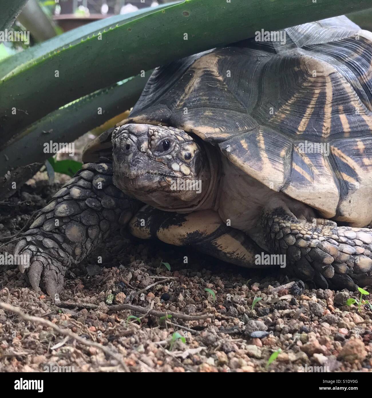 Close up of a tortoise (Testudinidae) - Smartphone Captured Stock Image