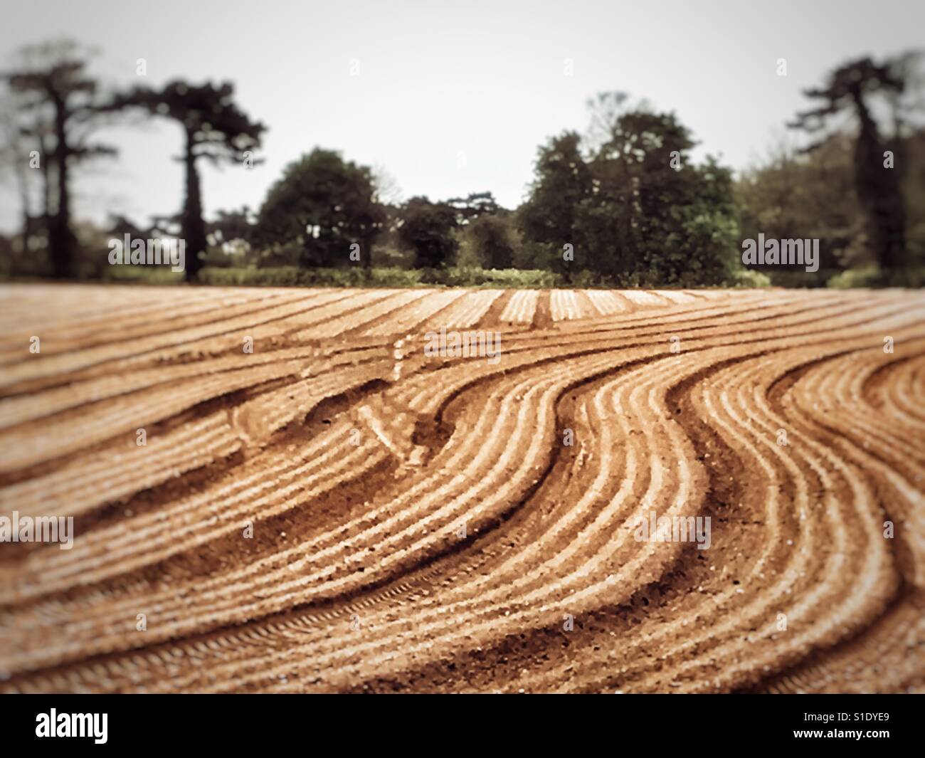 Agricultural land planted with onions Bawdsey Suffolk UK - Smartphone Captured Stock Image