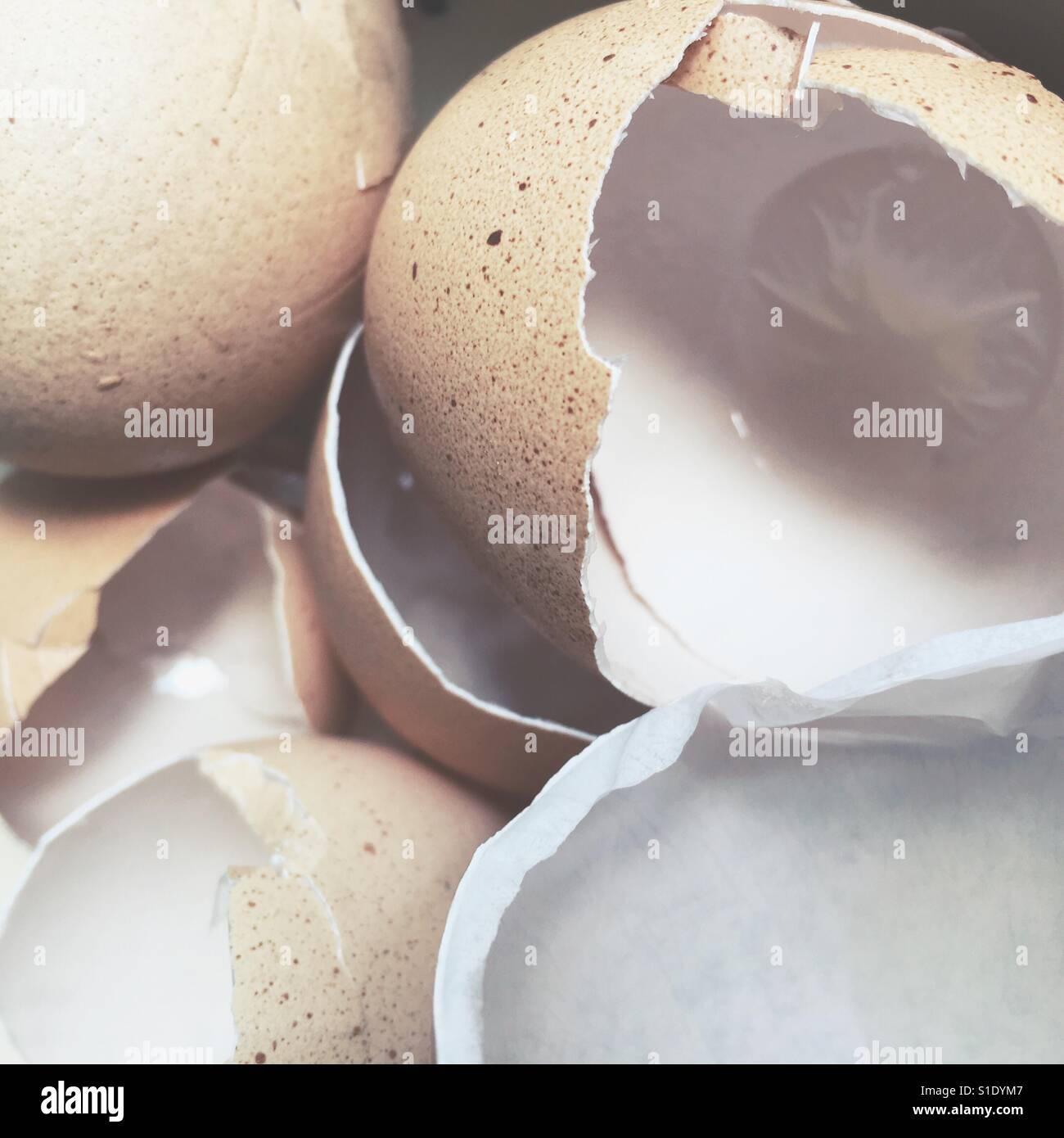 Broken Egg Shells Stock Photo Alamy