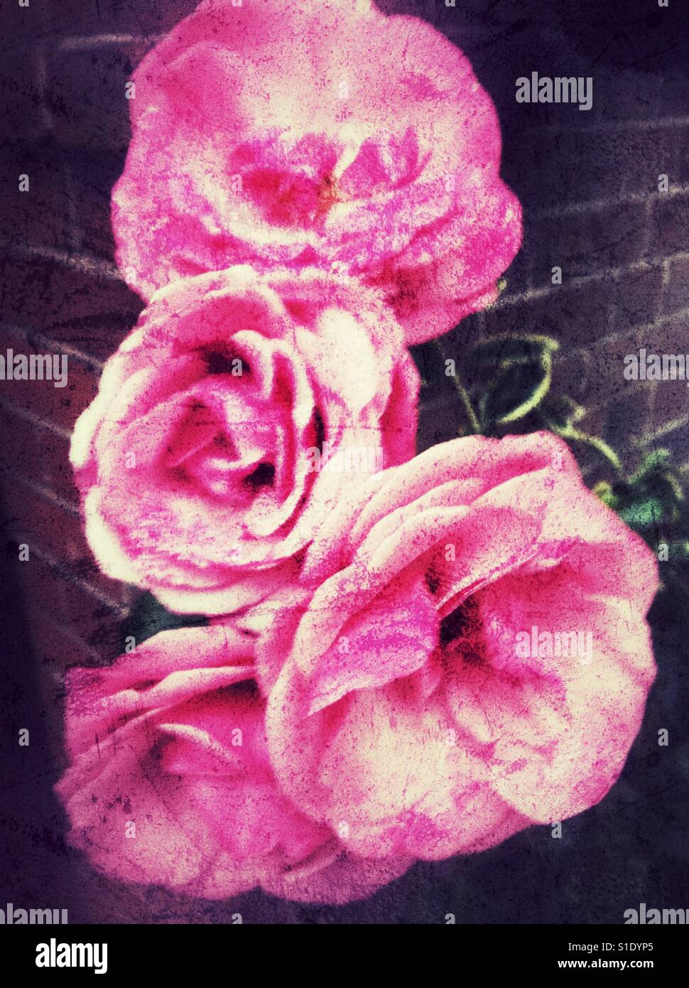 Vintage pink roses Stock Photo