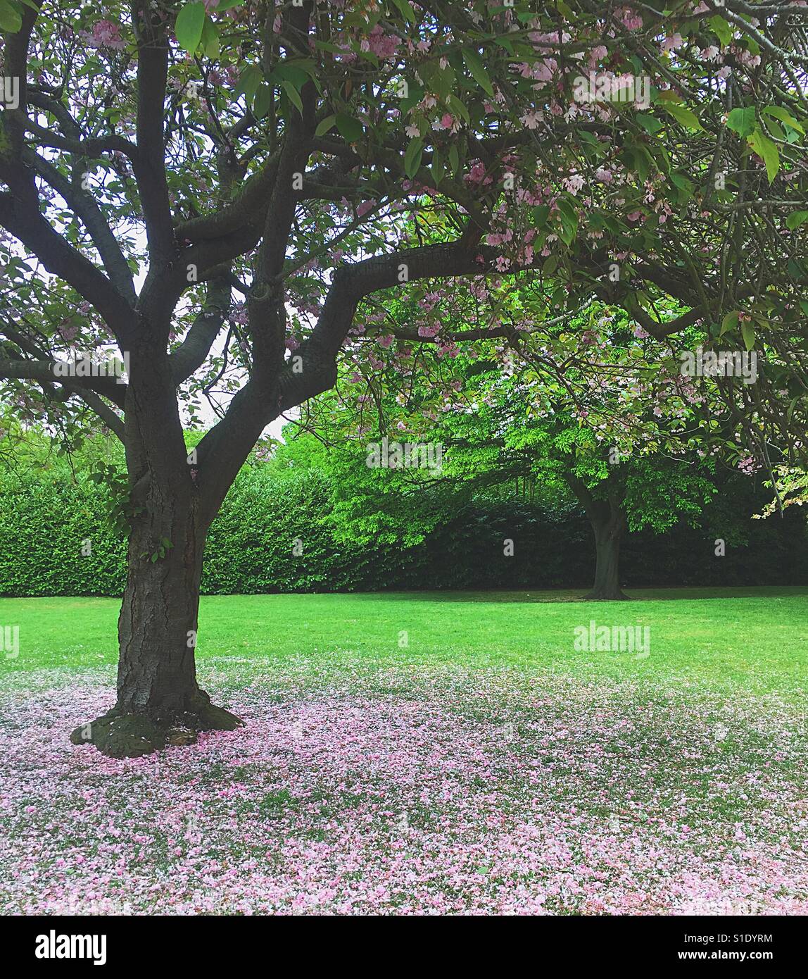 Blossom and tree in Valentines Park, Ilford Stock Photo Alamy