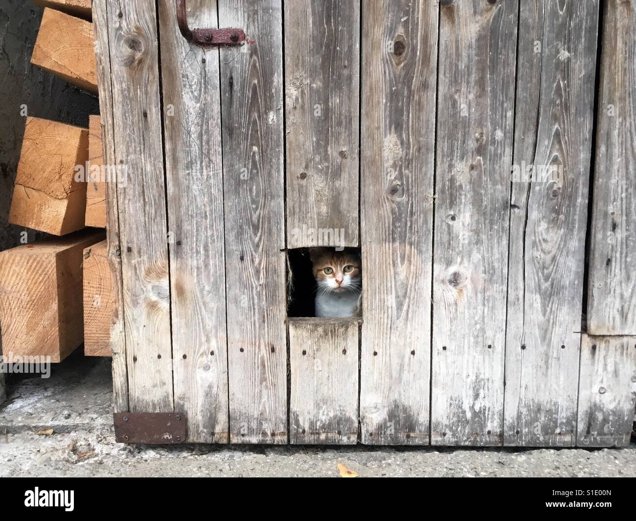 warehouse cat door