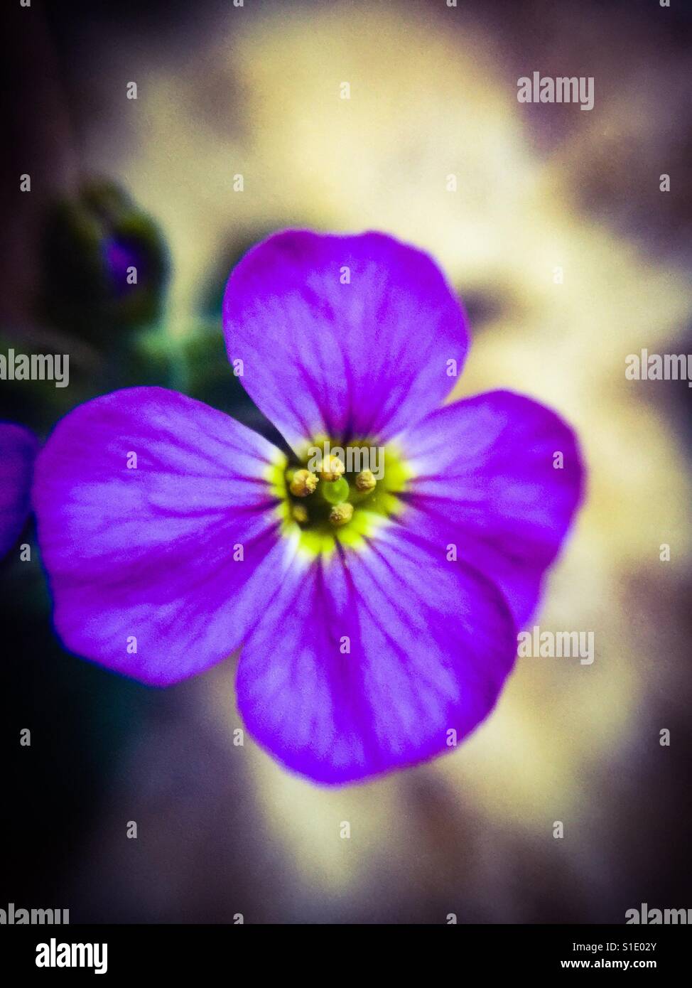 Tiny purple flower, Rock Cress Stock Photo