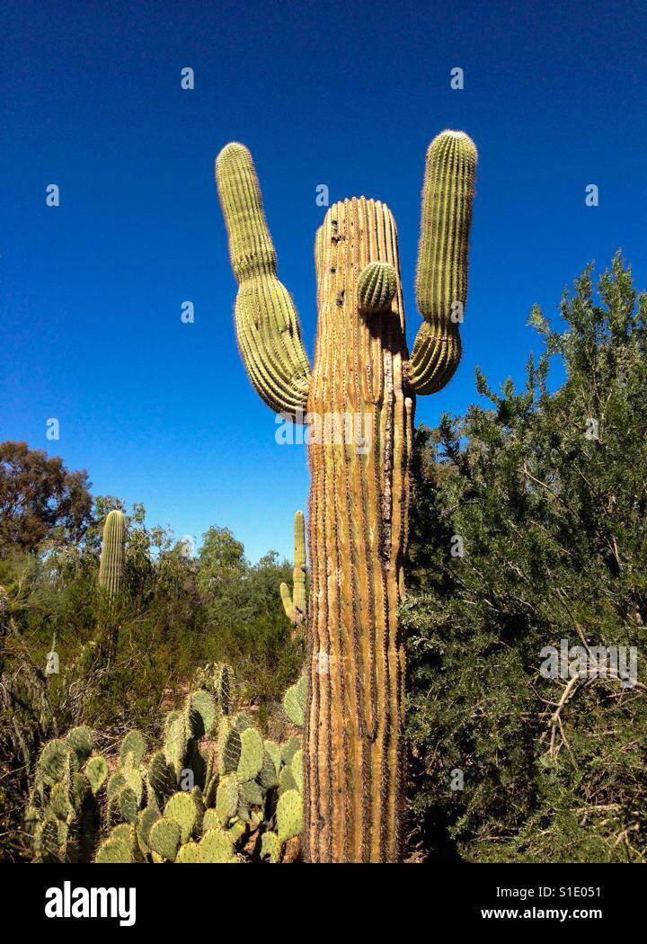 Saguaro cactus - Smartphone Captured Stock Image