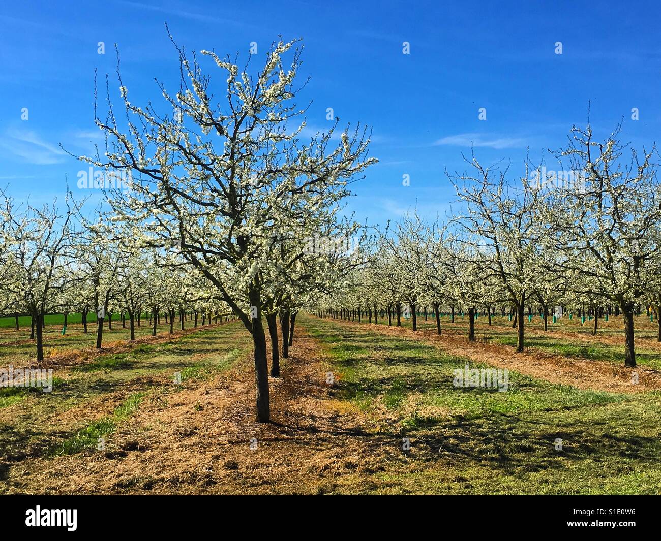 Plum tree orchard blossom near Penne d'Agenais, France. Mobile phone photo with some phone or tablet post processing. - Smartphone Captured Stock Image