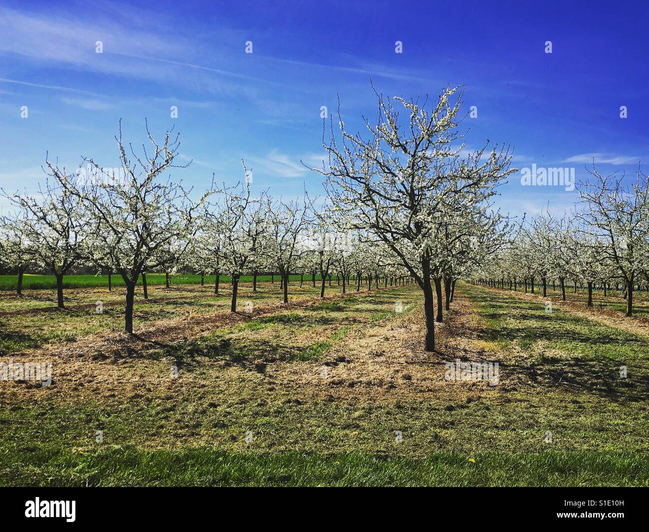 Plum trees in blossom, South West France. Mobile phone photo with some phone or tablet post processing. - Smartphone Captured Stock Image