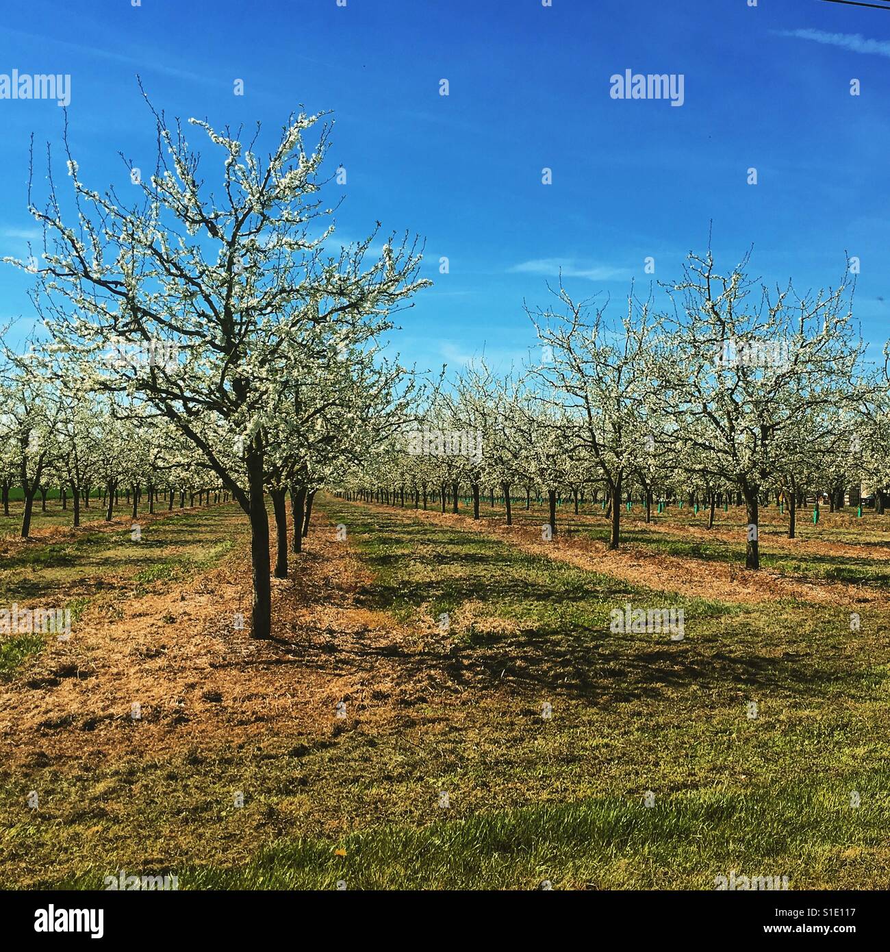 Plum tree orchard blossom near Penne d'Agenais, France. Mobile phone photo with some phone or tablet post processing. - Smartphone Captured Stock Image