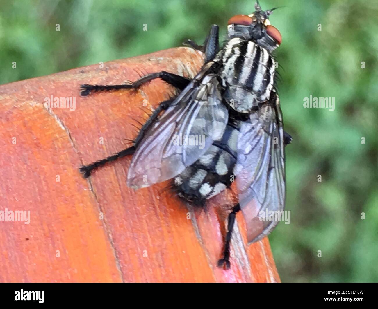 Oh my... a fly dropped by - Smartphone Captured Stock Image