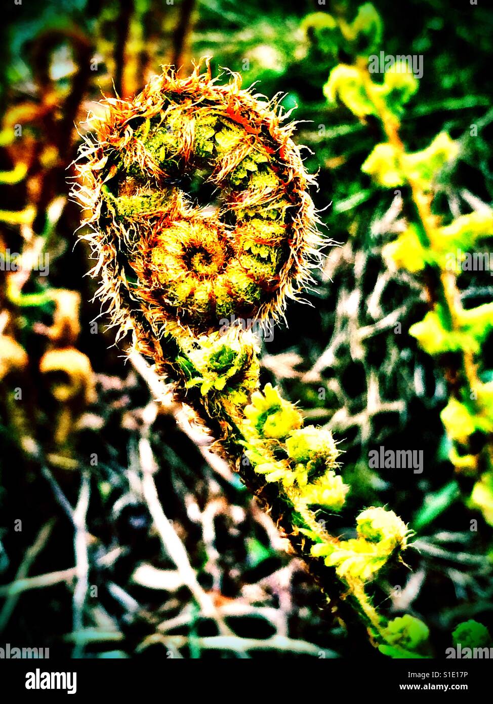 New unrolling frond on a fern plant - Smartphone Captured Stock Image