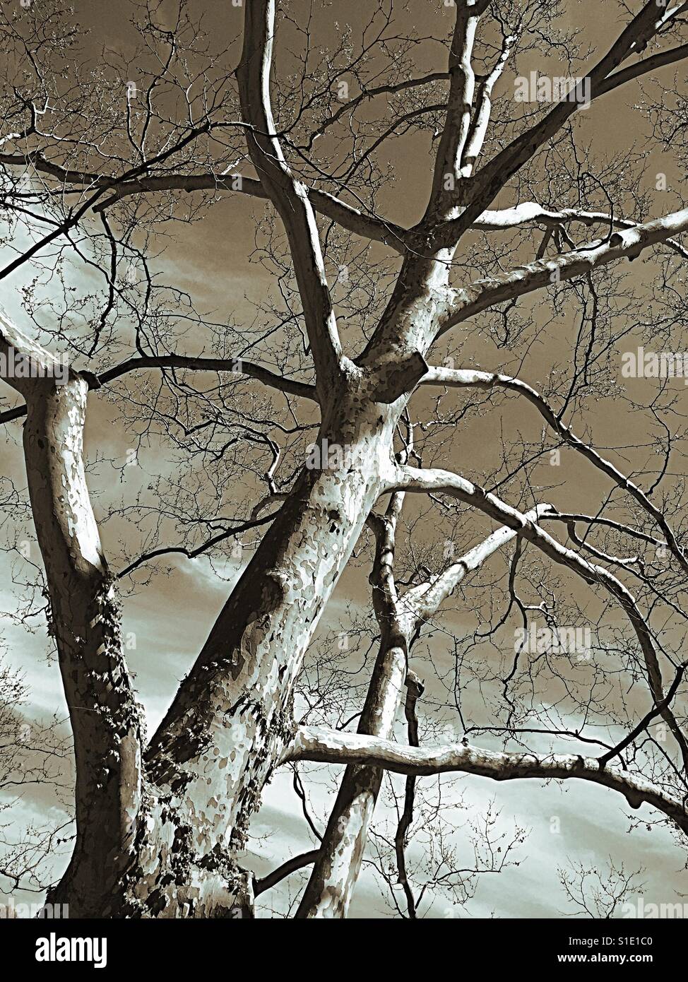 Barren ghostly looking tree in a gray lead sky - Smartphone Captured Stock Image