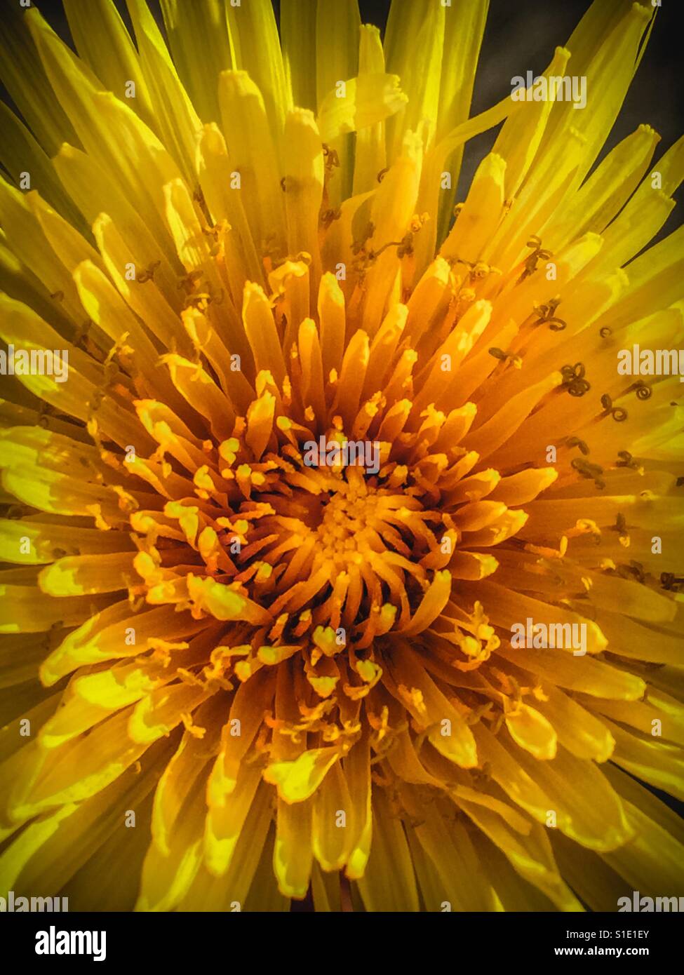 Common Dandelion flower in full bloom, close up - Smartphone Captured Stock Image
