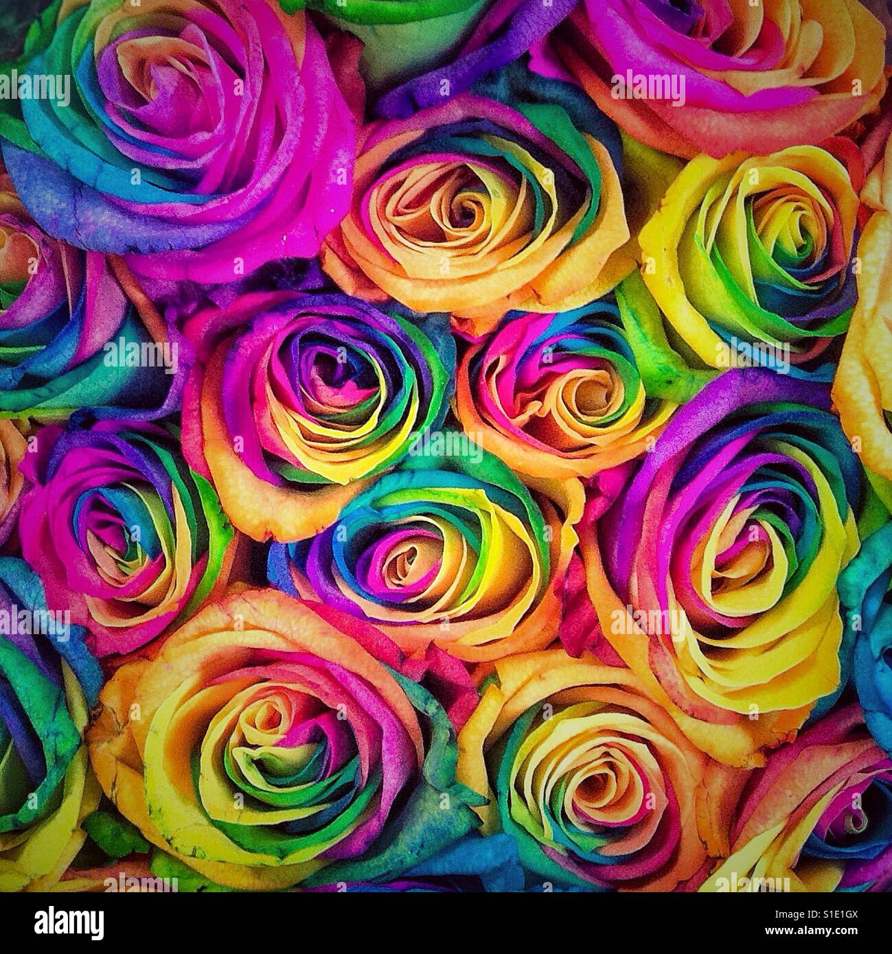 Multicolor Roses Background Stock Photo Alamy Multicolor Roses Background Stock Photo Alamy