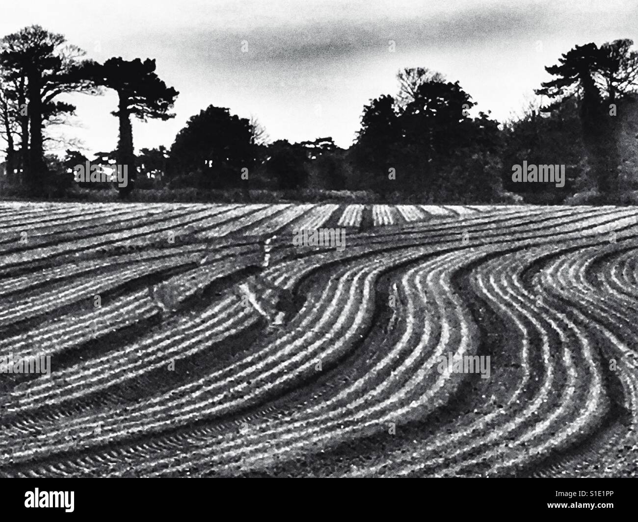 Onion crop Bawdsey Suffolk - Smartphone Captured Stock Image