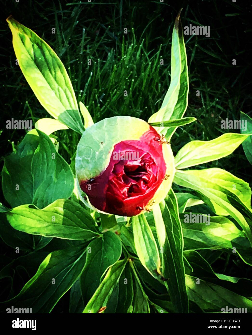 Ants on the peonies Stock Photo Alamy