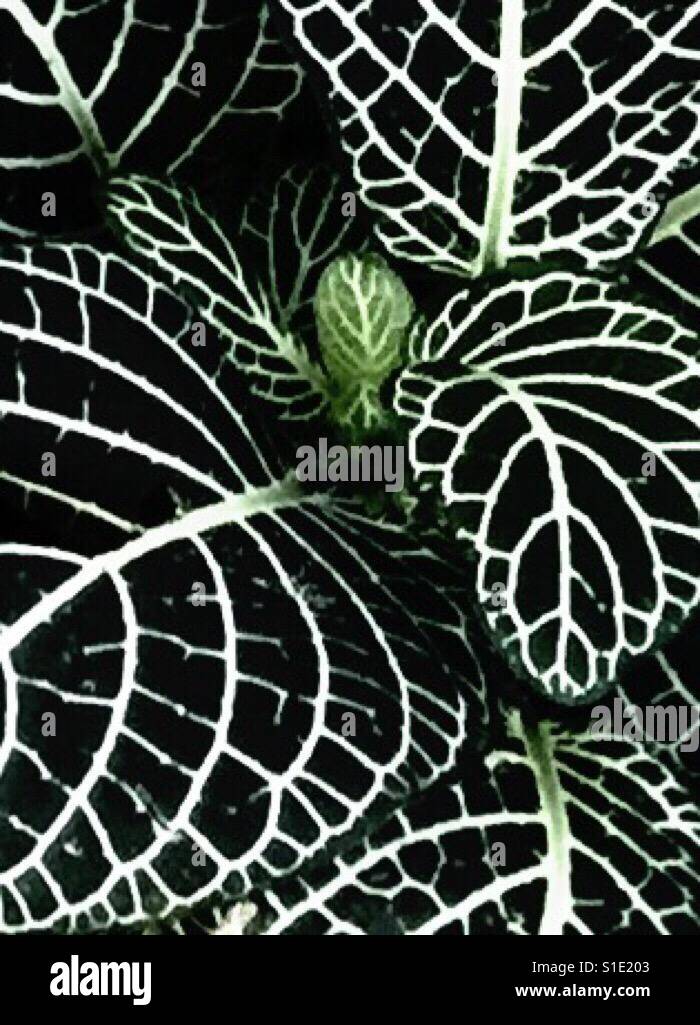 'White Enchantress' - Amazing Dark Green Foliage  brought to life by intense white veins and spines - a celebration of green with gorgeous white contrast Stock Photo