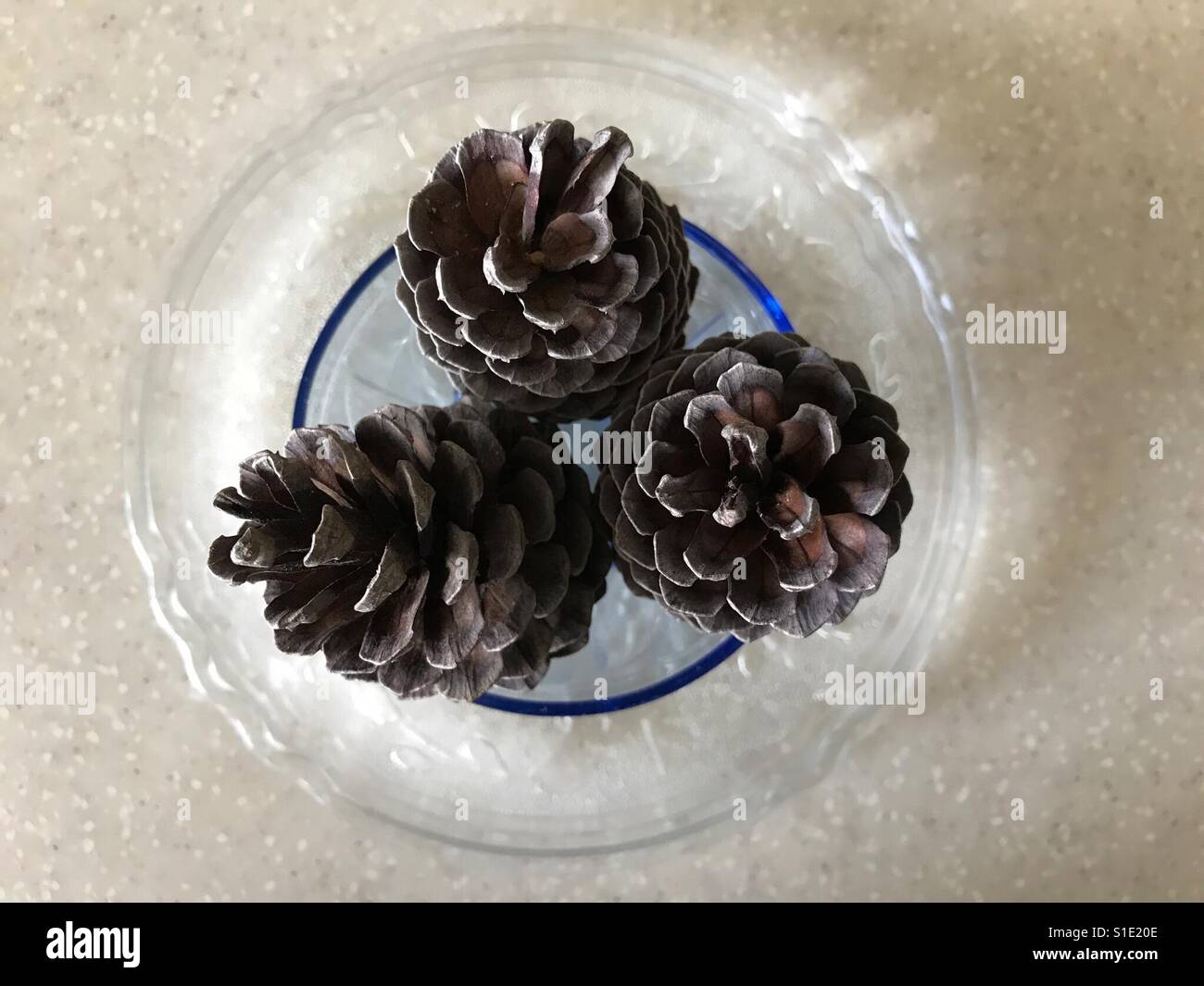 Pine tree seeds Stock Photo Alamy