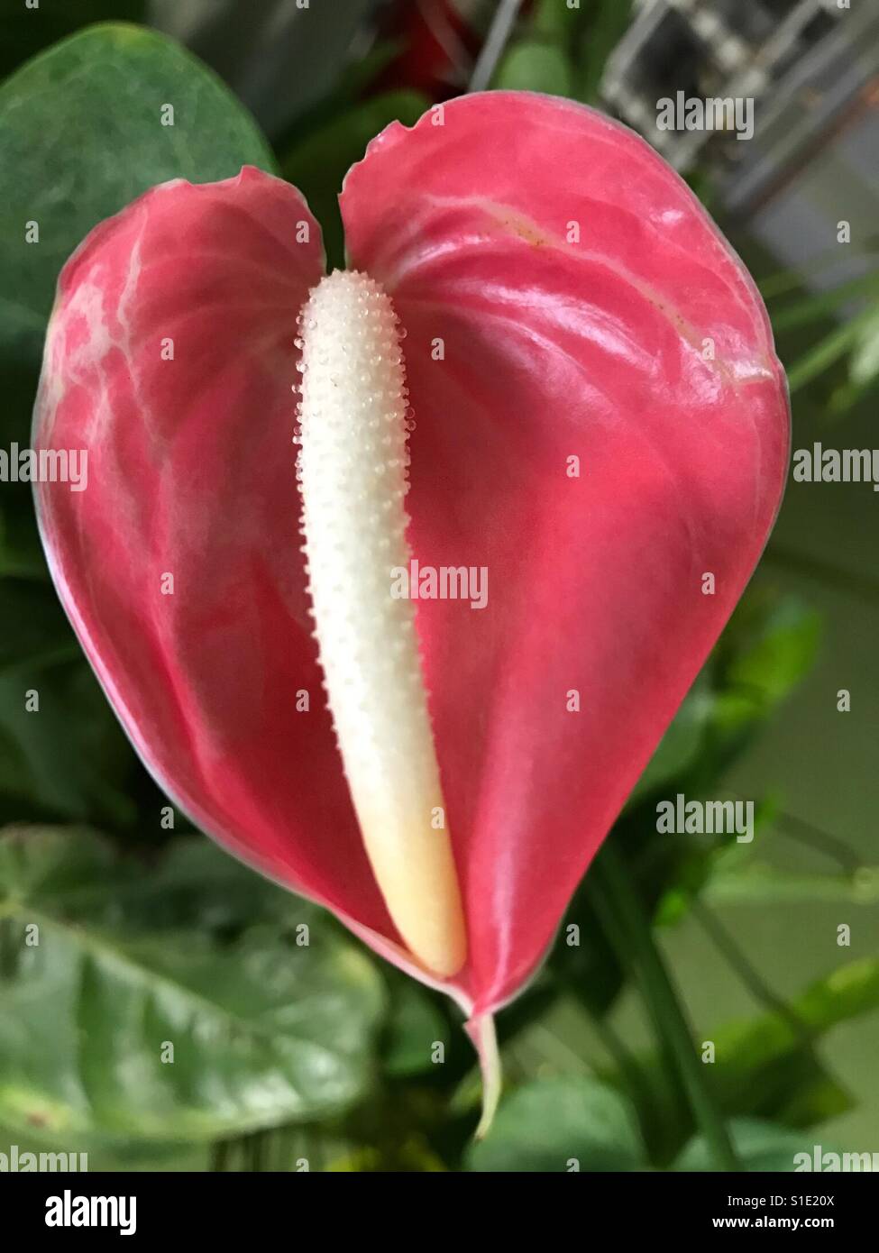 Anthurium-Red Anthurium home grown in india - calathea flower- single petal flower- bouquet flower- single stalk flower- heart shape flower,Tail flower, flamingo flower Stock Photo