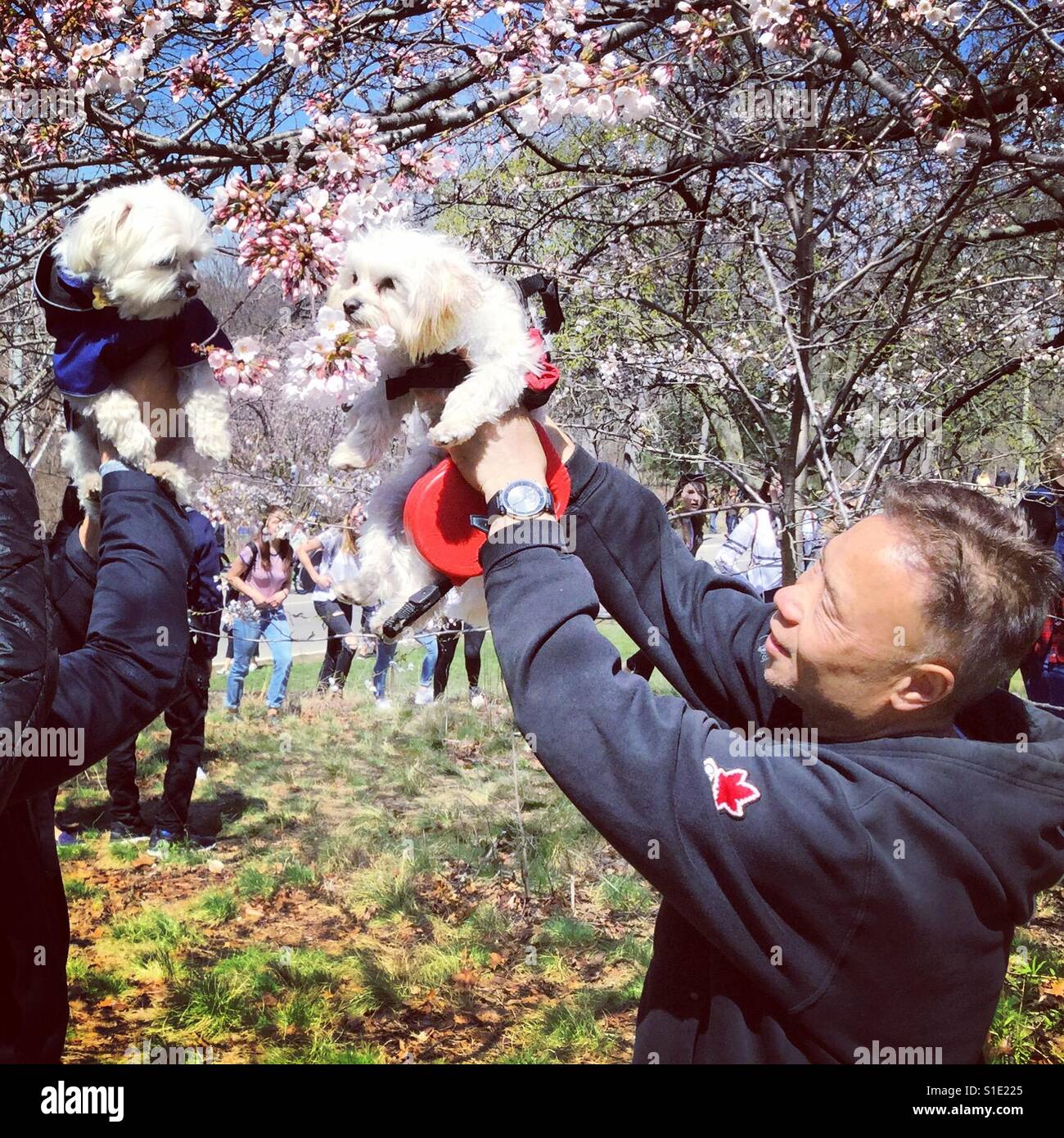 Puppy love under the Cherry Blossoms. - Smartphone Captured Stock Image