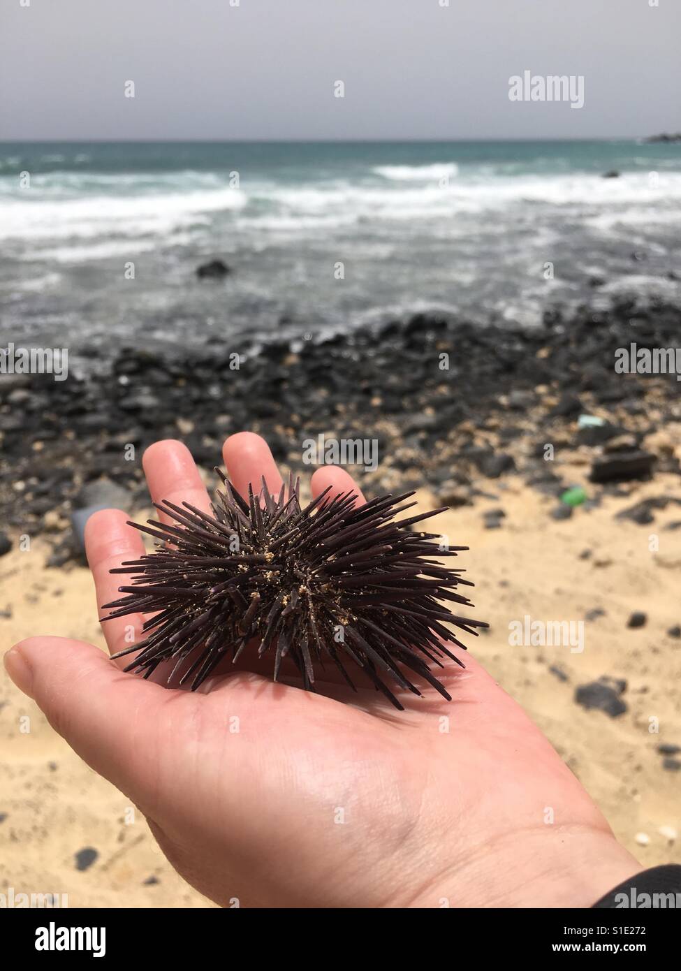 Dried-Up Sea Urchin At The Beach Stock Photo - Alamy