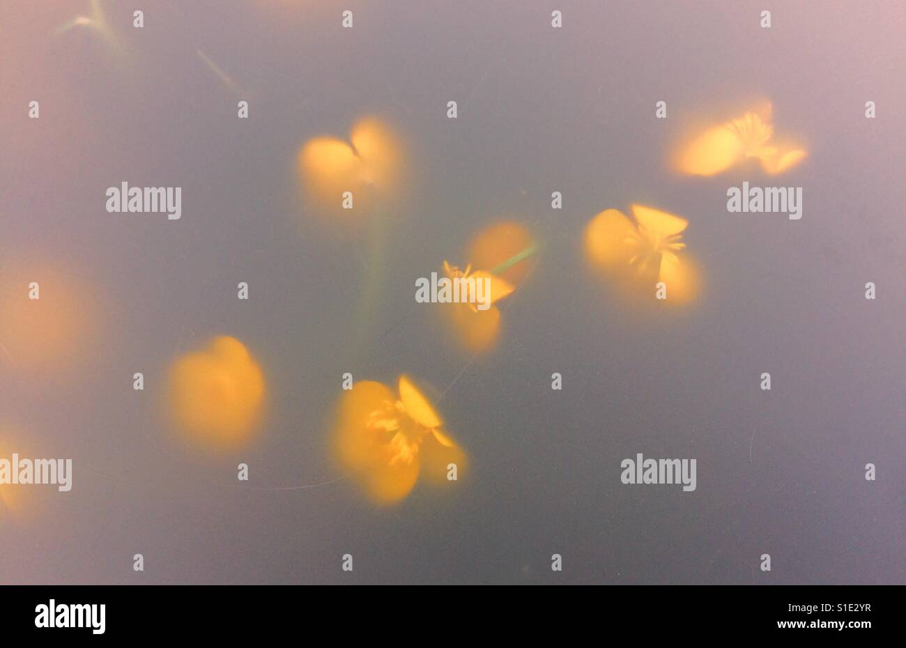 Yellow tiny flowers seen through a mist Stock Photo