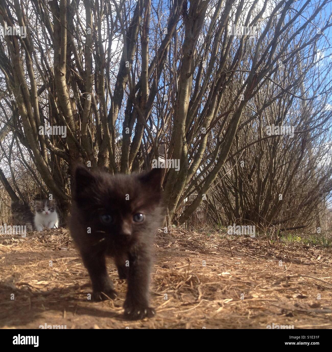Black kitten Stock Photo