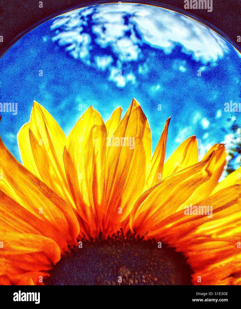 Planet earth and sunflower. - Smartphone Captured Stock Image