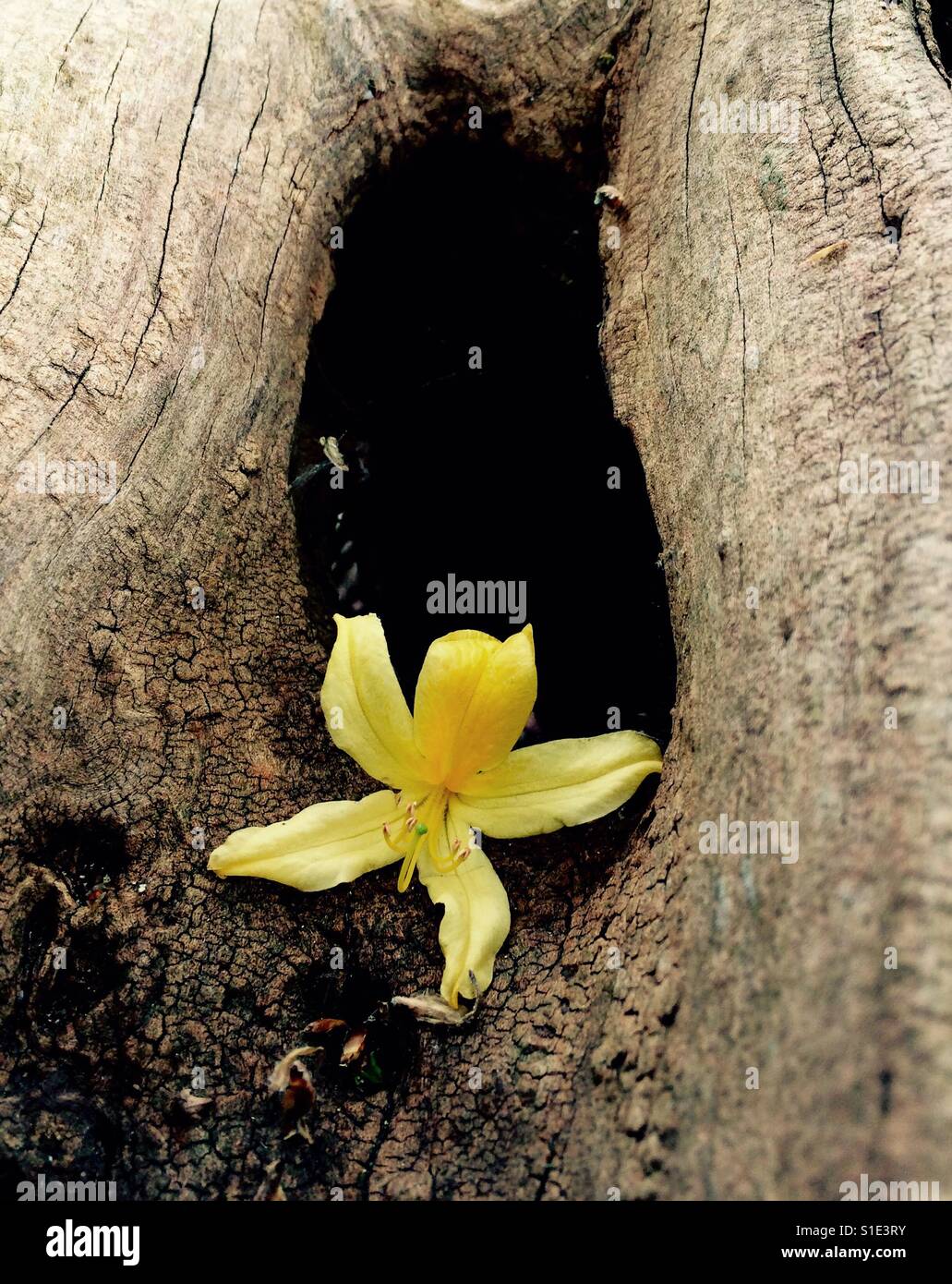 Magnolia flower in a tree cavity Stock Photo