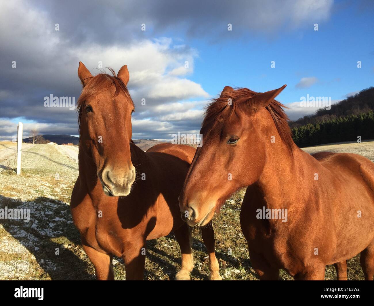 Vermont Horses Stock Photo Alamy