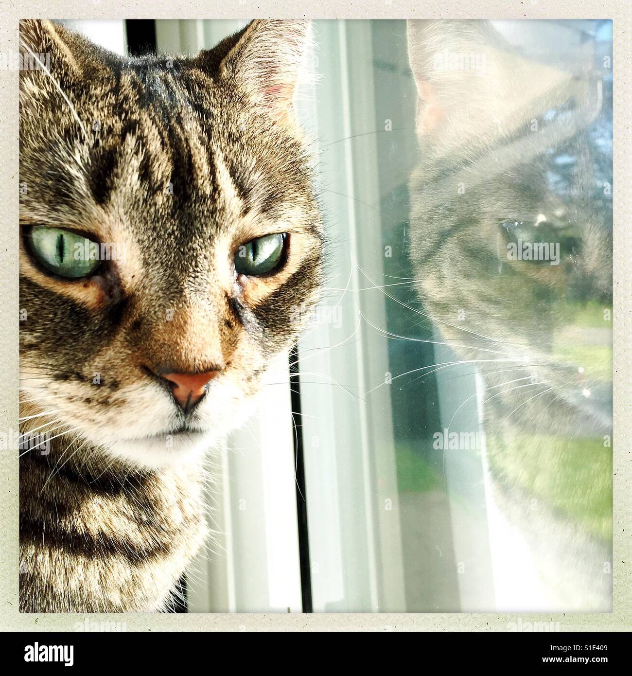 Thinking tabby cat - Smartphone Captured Stock Image