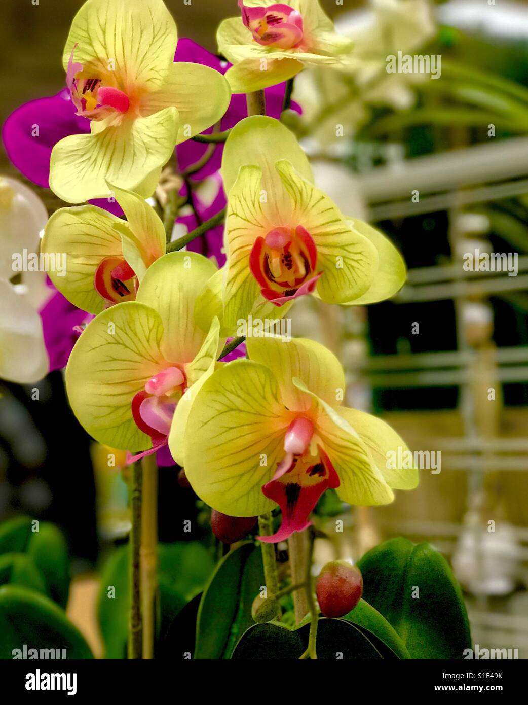 Lemon yellow flowers Stock Photo Alamy