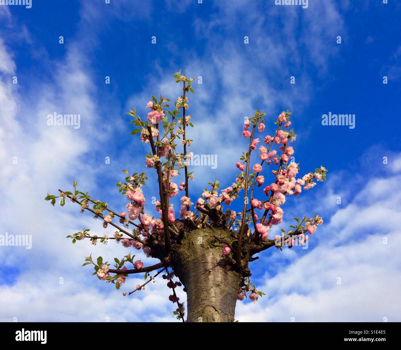 Wild cherry tree in full blossom against blue sky and white clouds Stock Photo