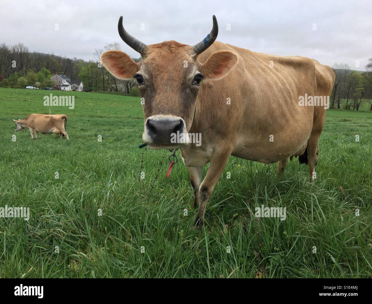 Jersey dairy cow in a lush spring meadow Stock Photo