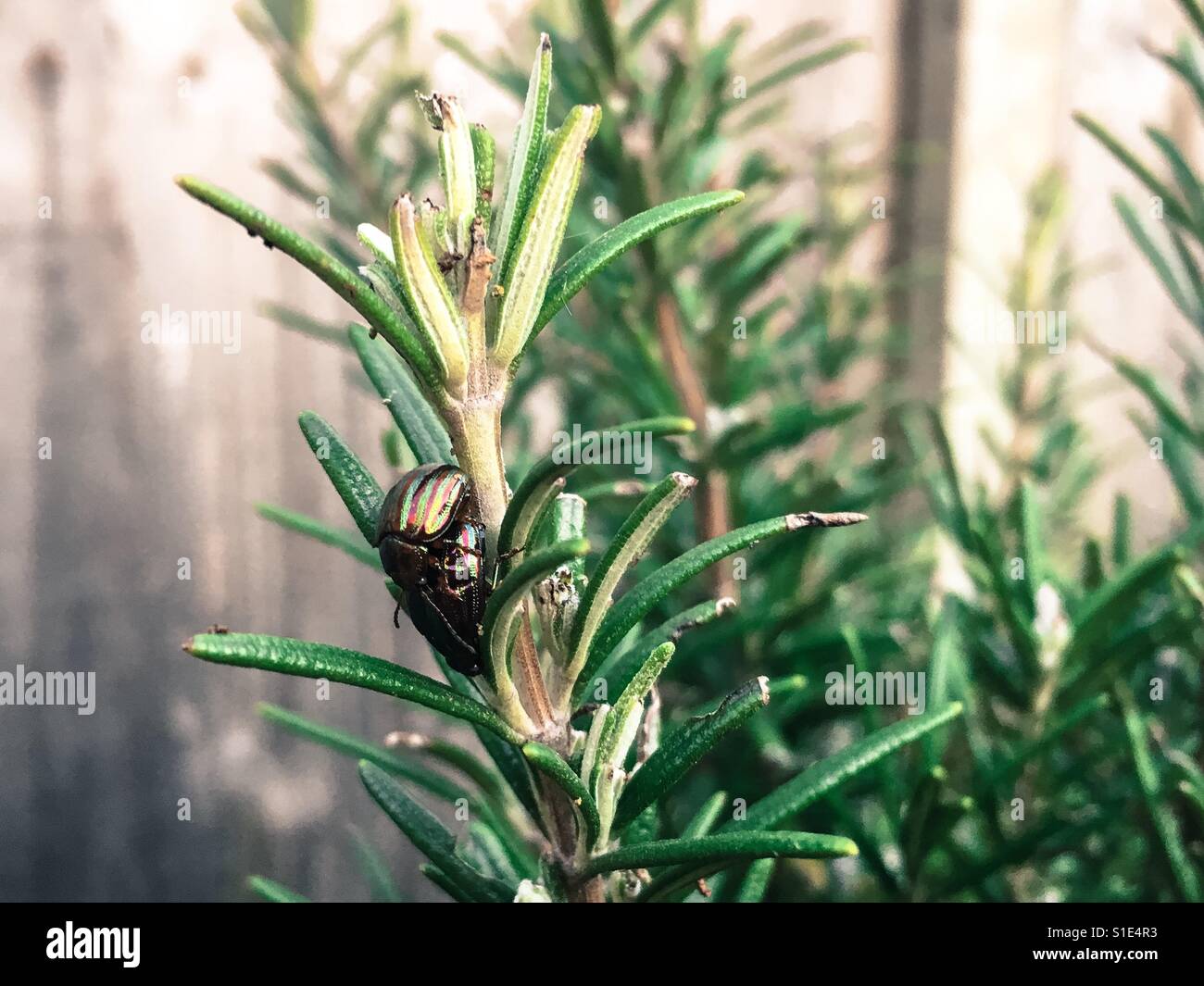 Rosemary beetles on a sprig of rosemary Stock Photo