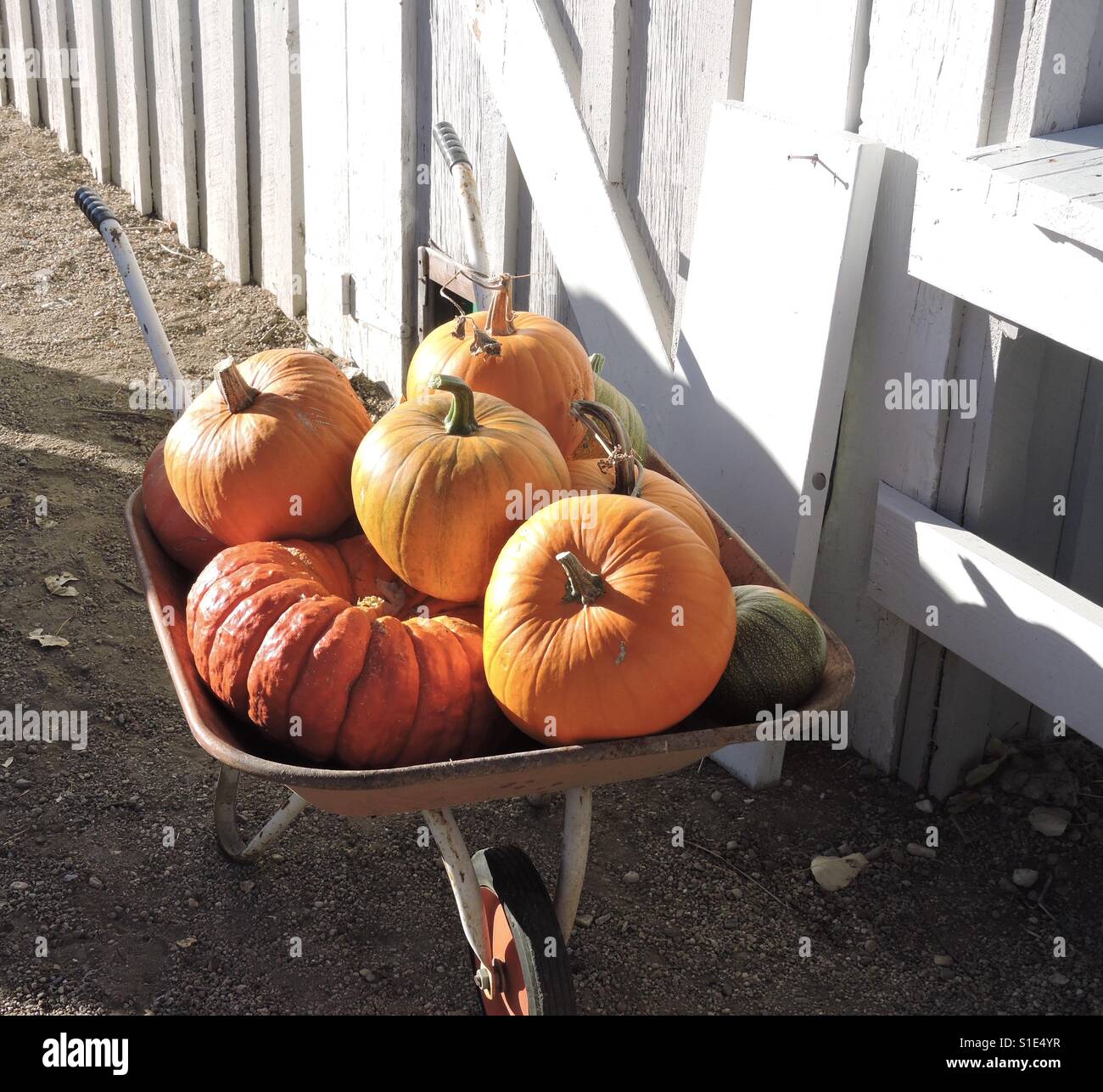 Wheel barrow full of pumpkins Stock Photo - Alamy