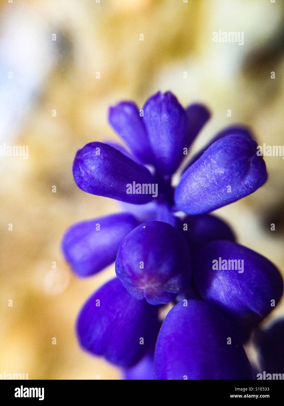 Tiny purple flowers - Smartphone Captured Stock Image