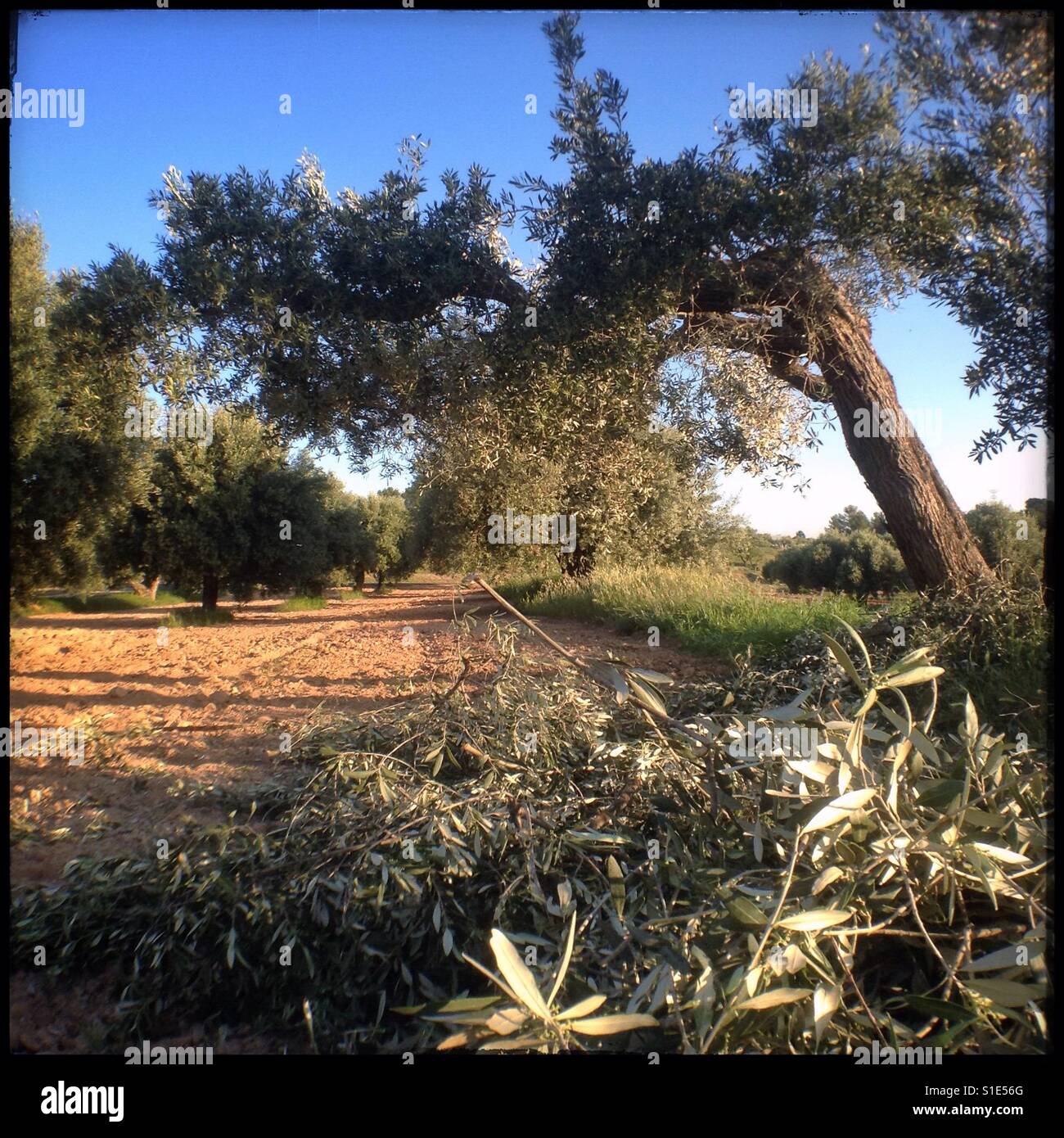 Pruning Empeltre olive trees, Catalonia, Spain. - Smartphone Captured Stock Image