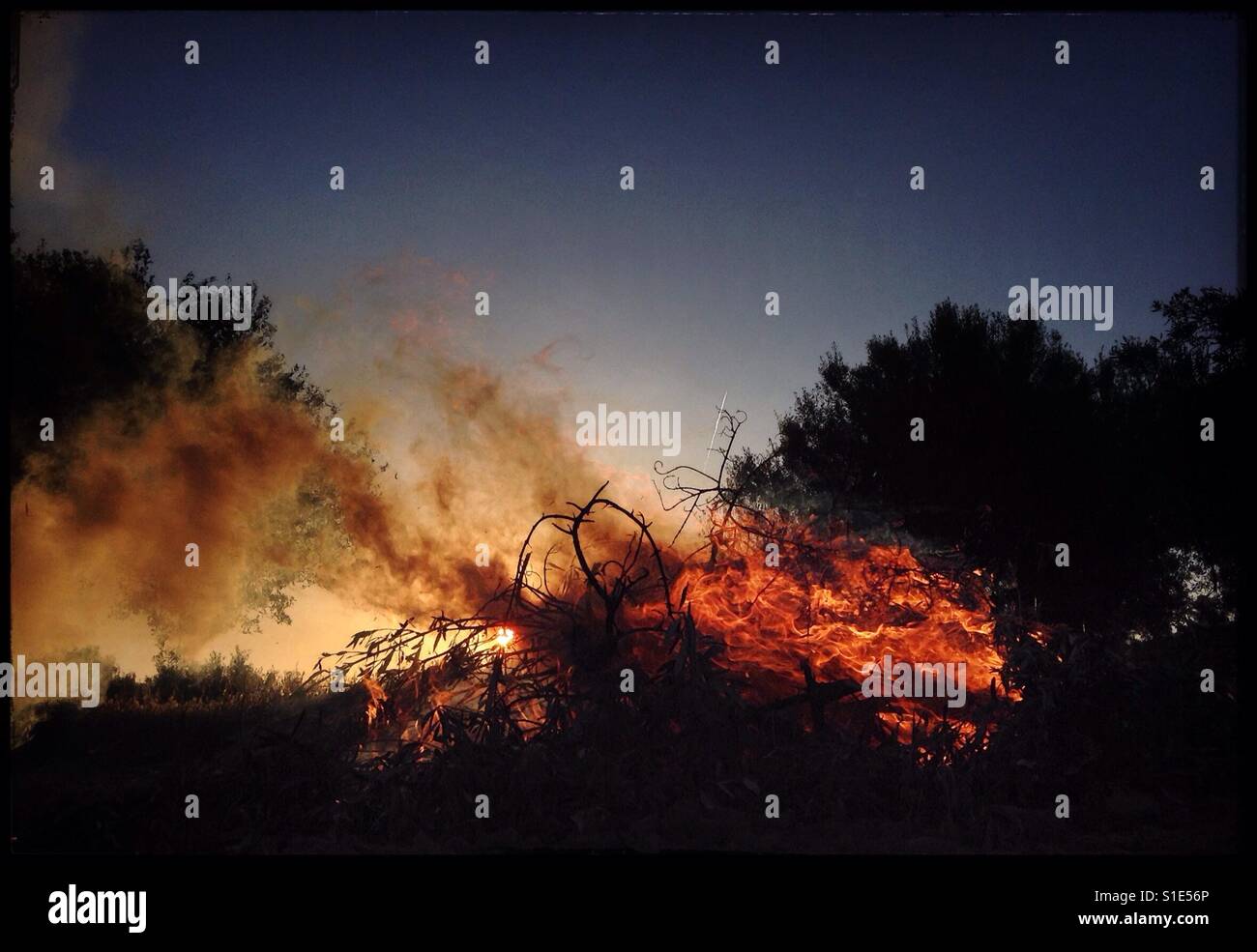 Daybreak olive pruning bonfire, Catalonia, Spain. - Smartphone Captured Stock Image