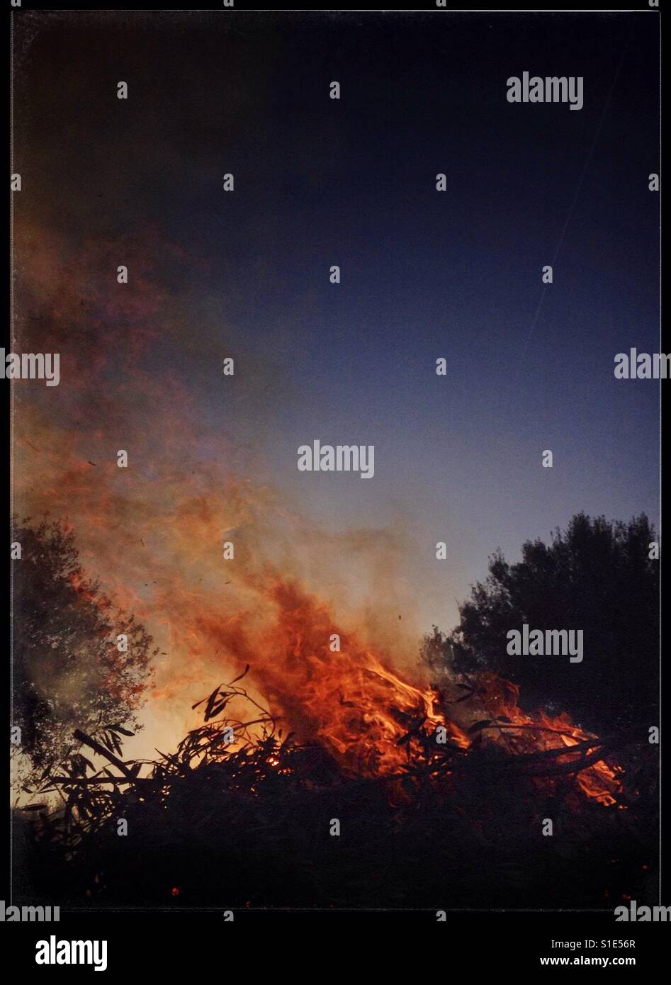 Daybreak olive pruning bonfire, Catalonia, Spain. - Smartphone Captured Stock Image