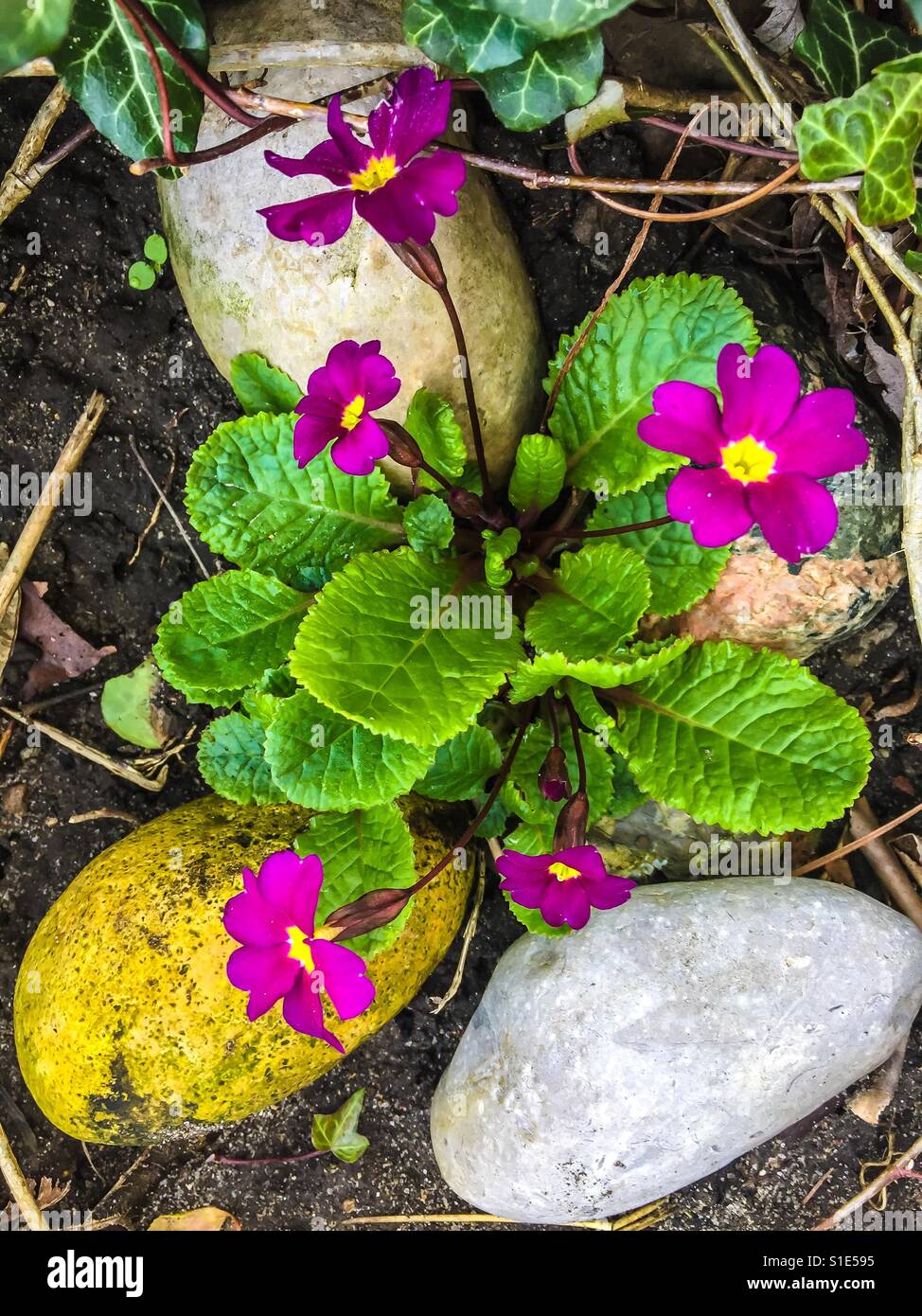 Primrose amid the stones - Smartphone Captured Stock Image