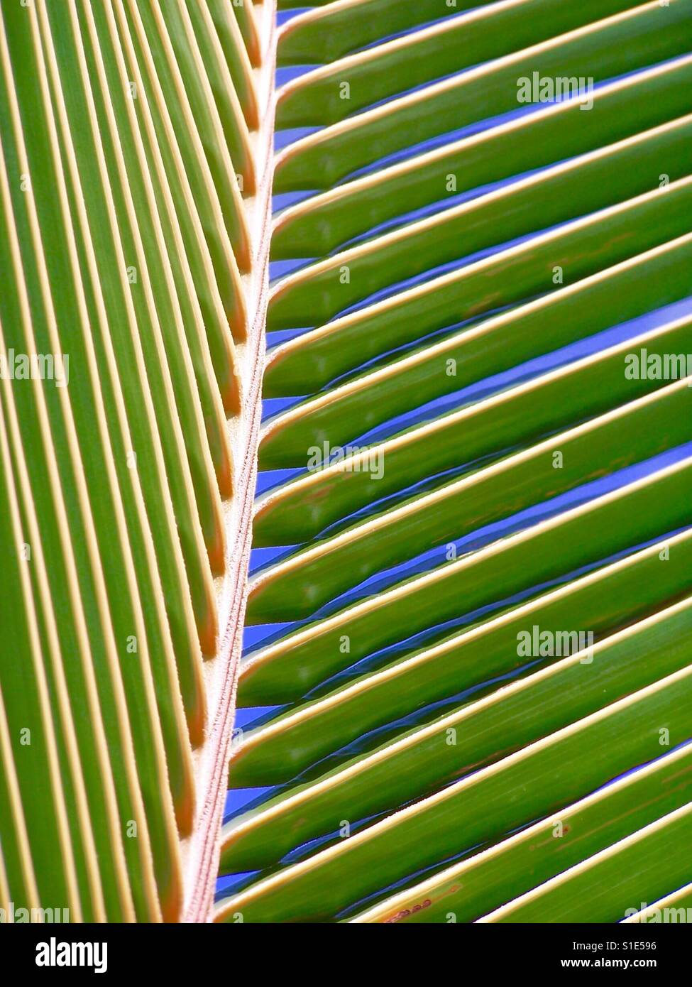 Palm leaf in Malaysia - Smartphone Captured Stock Image