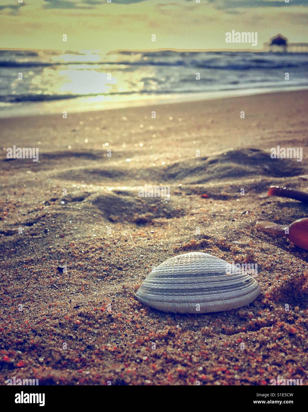 Seashell on a beach at sunset Stock Photo - Alamy