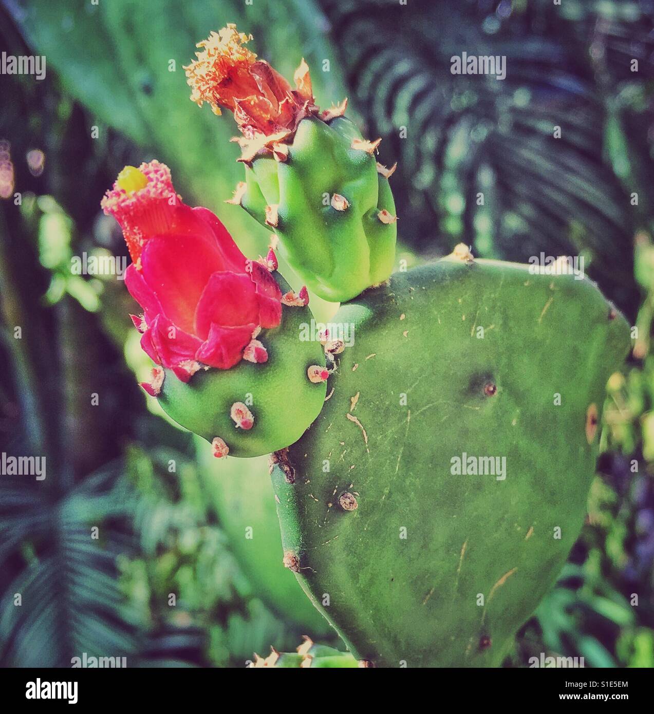 Costa rica cactus hi-res stock photography and images - Alamy