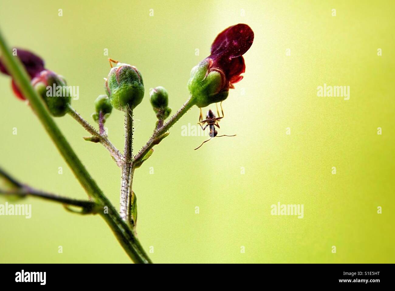 Ant hanging upside down in a flower, defying gravity Stock Photo Alamy