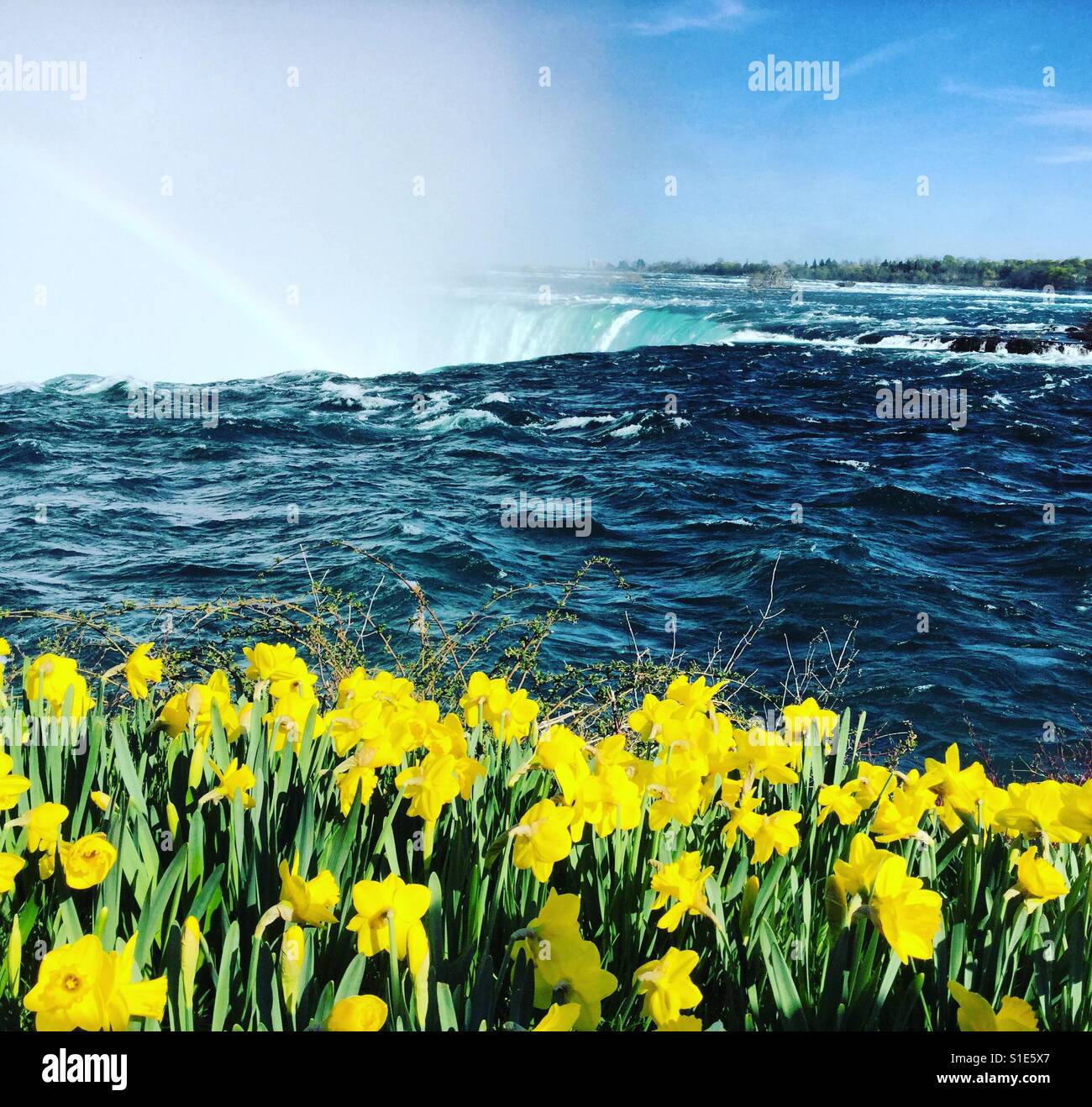 Daffodils standing tall next to the mighty Niagara Falls. - Smartphone Captured Stock Image
